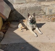 Отдам даром Алматы