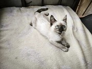 Котёнок 3 месяца ищет дом Алматы