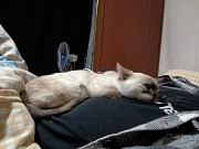 Котёнок 3 месяца ищет дом Алматы