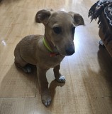 Отдам щенка в хорошие руки Алматы