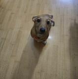 Отдам щенка в хорошие руки Алматы