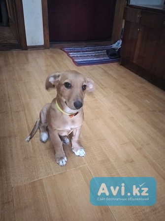 Отдам щенка в хорошие руки Алматы - изображение 1