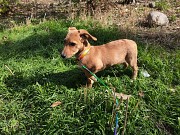 Щенок в хорошие руки Алматы