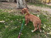 Щенок в хорошие руки Алматы