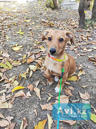 Щенок в хорошие руки Алматы - изображение 1