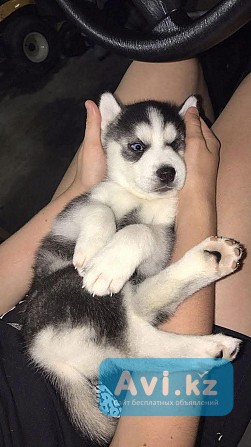 Сибирские хаски Алматы - изображение 1