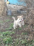 Найден щенок, сейчас на передержке, отдам в добрые руки Павлодар