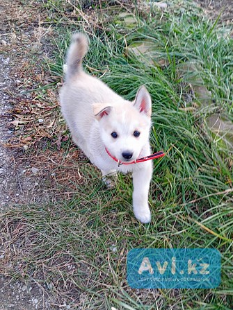 Найден щенок, сейчас на передержке, отдам в добрые руки Павлодар - изображение 1