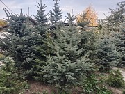 Продам живые, пышные и красивые Ёлки (голубые, тянь-шанские и др.) Цена зависит от размеров Талгар