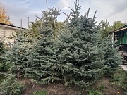 Продам живые, пышные и красивые Ёлки (голубые, тянь-шанские и др.) Цена зависит от размеров Талгар