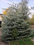 Продам живые, пышные и красивые Ёлки (голубые, тянь-шанские и др.) Цена зависит от размеров Талгар