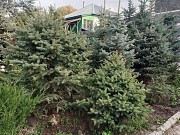 Продам живые, пышные и красивые Ёлки (голубые, тянь-шанские и др.) Цена зависит от размеров Талгар