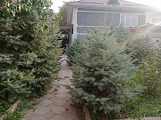 Продам живые, пышные и красивые Ёлки (голубые, тянь-шанские и др.) Цена зависит от размеров Талгар