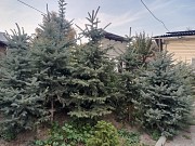 Продам живые, пышные и красивые Ёлки (голубые, тянь-шанские и др.) Цена зависит от размеров Талгар