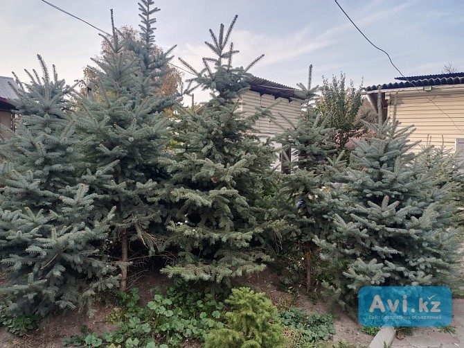 Продам живые, пышные и красивые Ёлки (голубые, тянь-шанские и др.) Цена зависит от размеров Талгар - изображение 1