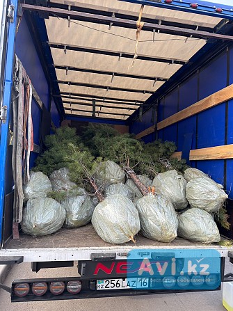 Предзаказ на 2026 год Караганда - изображение 1