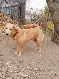 Отдам собаку (кастрированный) кабель Алматы