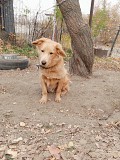 Отдам собаку (кастрированный) кабель Алматы