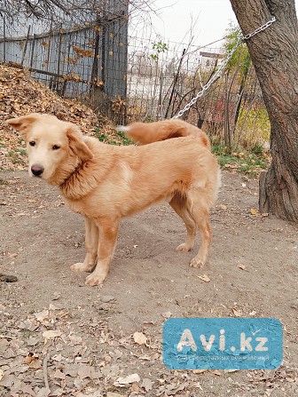 Отдам собаку (кастрированный) кабель Алматы - изображение 1