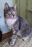 Поиск кошечки Щучинск
