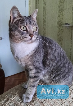 Поиск кошечки Щучинск - изображение 1