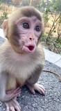 В связи с переездом подарим в добрые руки обезьянку Анатолия Алматы