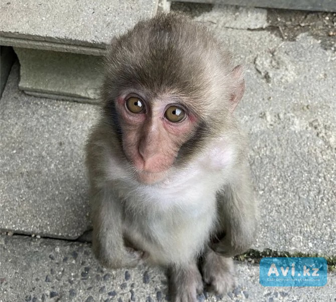В связи с переездом подарим в добрые руки обезьянку Анатолия Алматы - изображение 1