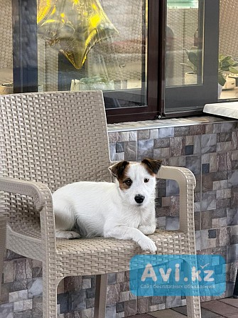 Вязка джек-рассел-терьер Шымкент - изображение 1
