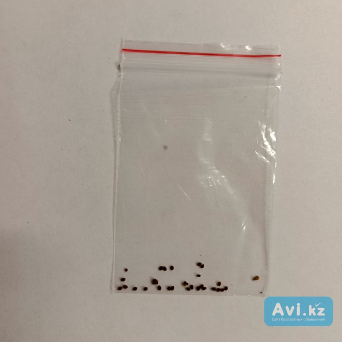 Семена туласи, в пакетике, для выращивания дома Москва - изображение 1