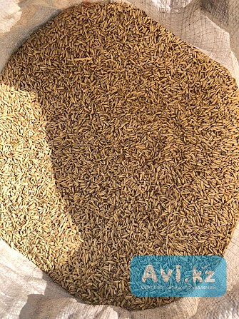 Продаю Кормовой Ячмень (меркенский Район) Мерке - изображение 1