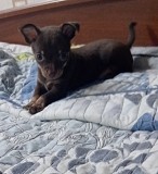 Той терьер щенки Костанай