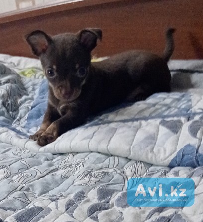 Той терьер щенки Костанай - изображение 1