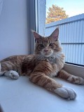Ищем кошку для вязки с котиком (мейн-кун) Караганда