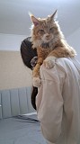 Ищем кошку для вязки с котиком (мейн-кун) Караганда