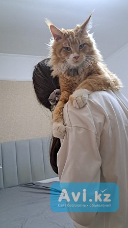Ищем кошку для вязки с котиком (мейн-кун) Караганда - изображение 1