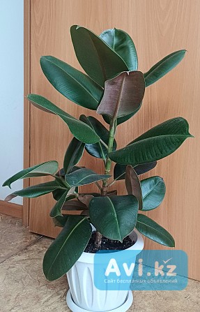 Продам фикус Павлодар - изображение 1