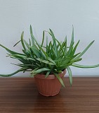 Продам ростки алоэ вера Павлодар