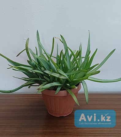 Продам ростки алоэ вера Павлодар - изображение 1