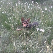 Выгул, передержка, коррекция поведения собак Павлодар