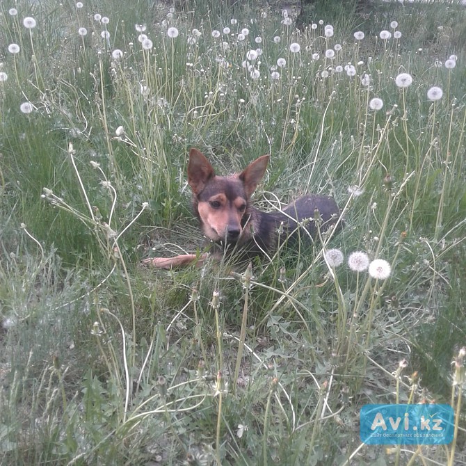 Выгул, передержка, коррекция поведения собак Павлодар - изображение 1