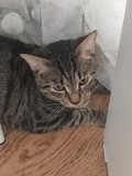 В связи с переездом отдам воспитанного, доброго котика добрым хозяевам Алматы