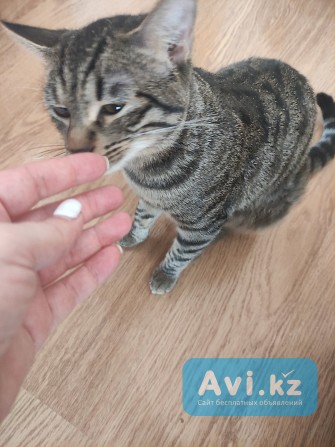В связи с переездом отдам воспитанного, доброго котика добрым хозяевам Алматы - изображение 1