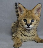 Саванна Алматы