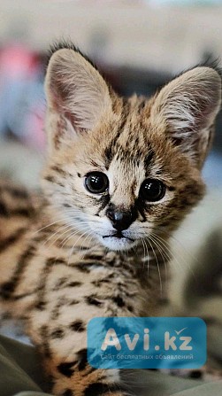 Саванна Алматы - изображение 1