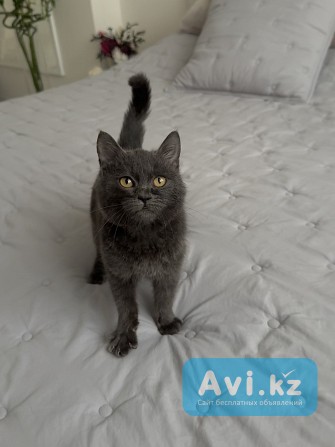 Котенок 2, 5 месяца в самые заботливые руки Алматы - изображение 1