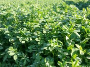 Продаю Семена Люцерны (меркенский район) Мерке