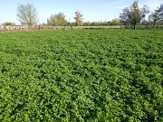 Продаю Семена Люцерны (меркенский район) Мерке