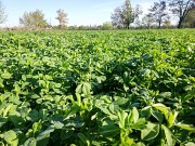 Продаю Семена Люцерны (меркенский район) Мерке