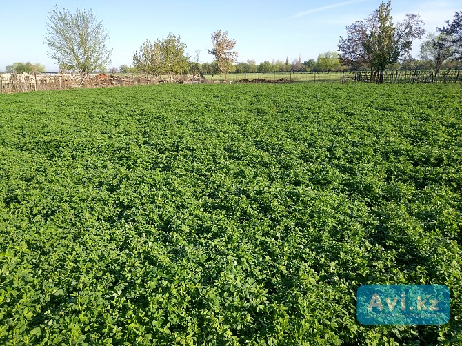 Продаю Семена Люцерны (меркенский район) Мерке - изображение 1