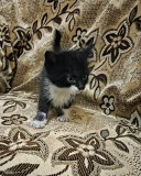 Кошки Алматы